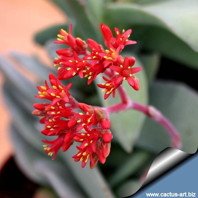 Crassula falcate
